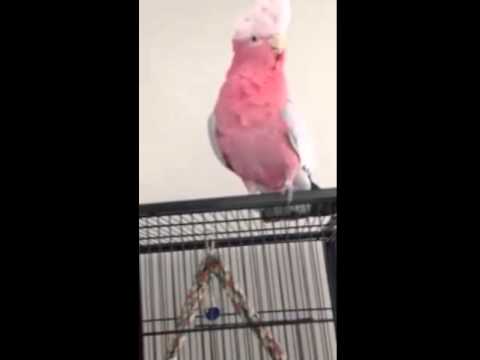 Una cacatúa rosa muy feliz