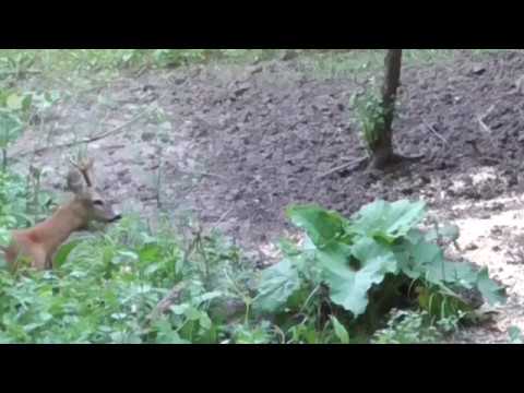 Bogenjagd auf Rehwild, Stringjump - Fluchtreaktion, Ungarn 2018