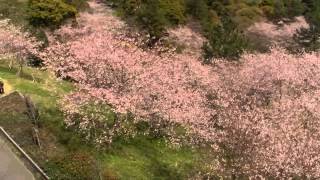 preview picture of video '春の指宿④（２０１２年３月３１日）、魚見岳、桜見、知林ヶ島と田良岬'