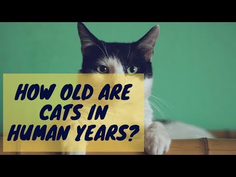 How Old Are Cats in Human Years?