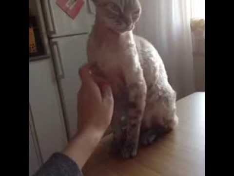 Cat doesn't like to be touched!