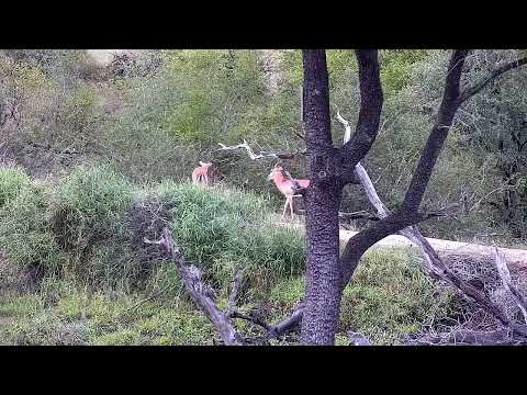 Djuma: Two Impala rams on the dam wall - 07:36 - 04/20/2022
