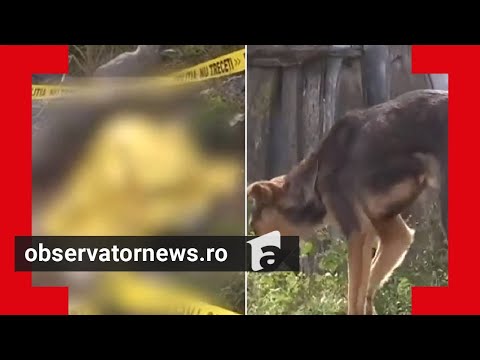 Băiețelul de 3 ani, sfâşiat de o haită de maidanezi în Mărăşeşti, plecase de acasă fără să anunţe