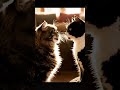 Curious Sniff Turns Into Epic Angry Tussle With Hisses Growls Cat Tabbycat Tuxedocat Fight