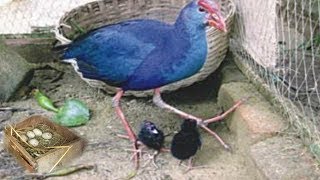 Amazaning Bird kalim / ages to old bird /কালিম পাখির জীবনী