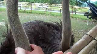 preview picture of video 'The Notorious Philippine Man-Eating Ostrich'
