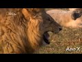 Funny Tiger Lough Meme Templet For Video Meme Memes Memetemplets