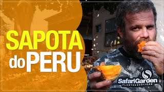 Miniatura do vídeo