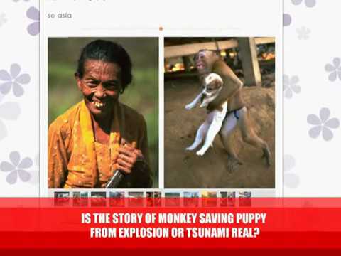 Monkey Saves Puppy from Explosion or Tsunami Real