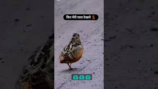 Download lagu mere pairon Mein ghunghru bandha de to fir Meri Chandni sukhdevi mix Masti video mp3