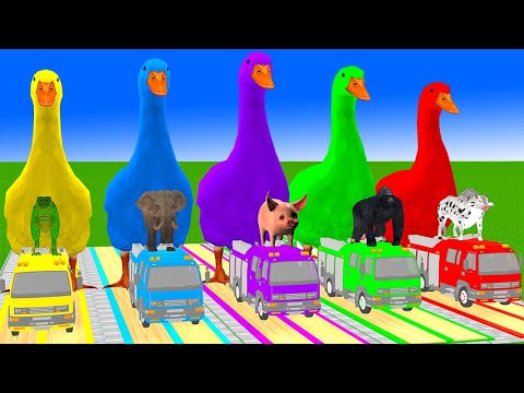5 Giant Duck Cartoon,Cow,Elephant,Tiger,Lion,Dinosaur,Paint Wild Animals Crossing Fountain Animation