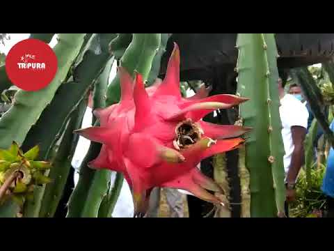 Minister Pranajit Singha Roy visited Parimal Paul's Dragon Fruits Garden at Kanchanmala in Dukli.