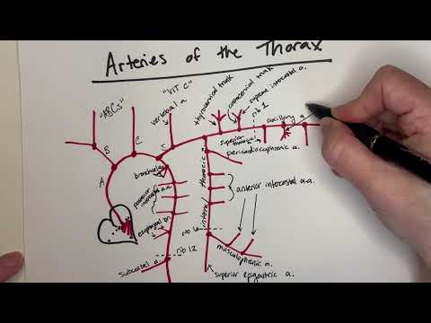 Thorax Arteries