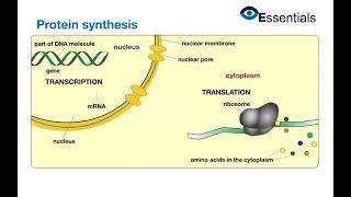Essentials Video Animation - Protein Synthesis