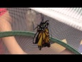 Emergingbutterfly Mov