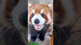 #動物 #かわいい #野生動物 #癒し #どうぶつ #ペット #動物好き #キュート #動物雑学 #ふわもふ