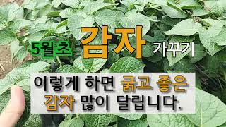 5월 초 감자 가꾸기 이렇게 하면 굵고 좋은 감자 많이 달립니다. #주말농장 감자 가꾸기.