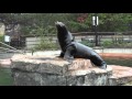 Sea Lion With Sounds