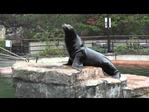 Sea Lion With Sounds