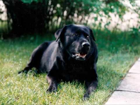 Pieni ystäväin timo turunen