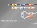 Loop Mediated Isothermal Amplification (LAMP) Tutorial
