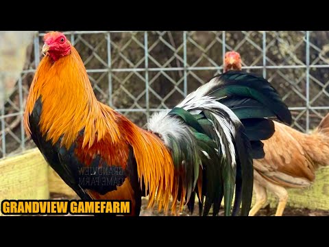 Sweater 5k Yellow Leg Hatch Kelso | GRANDVIEW GAMEFARM