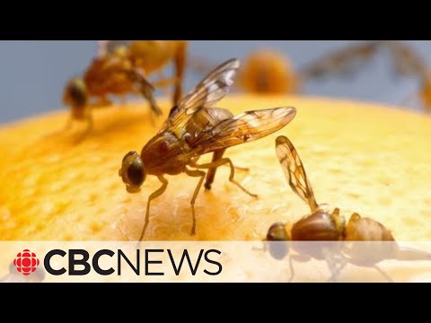 Have a lot of fruit flies in your kitchen? Pour them some wine, says expert