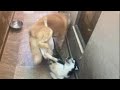 Husky Breeding | Horrible Mating | A lot of noise | Shadow & Lilly