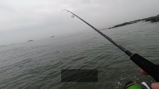 钓鱼就像在拔萝卜，不信你看