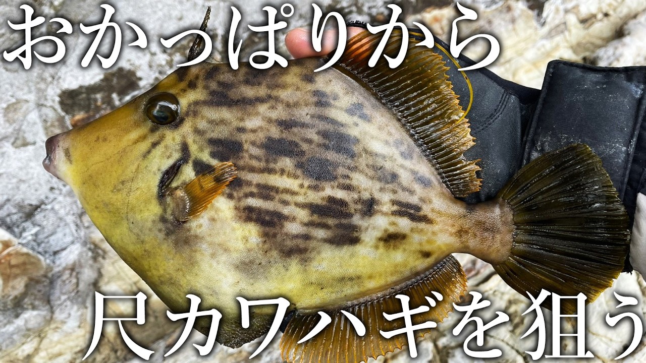 堤防から巨大カワハギが連発！人生最大サイズを追う尺カワハギ釣り旅