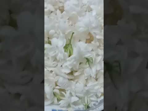 Jasmine. Beauty of flowers