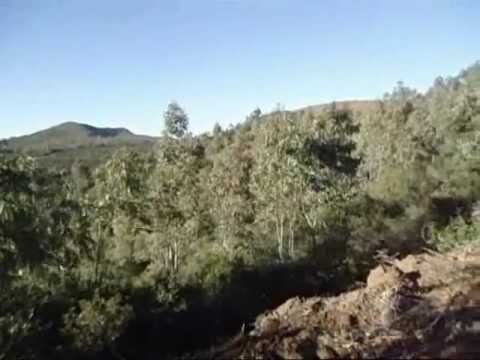 comment traiter du bois d'eucalyptus
