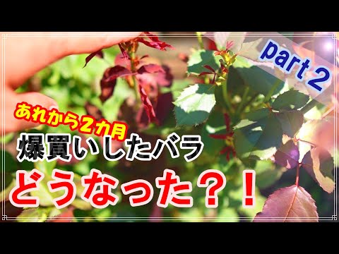 ハイブリッドローズ「エルプフロレンツ」 植物