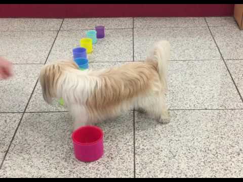 Super cute dog trick, stacking cups, clever smart dog Betty Wilson