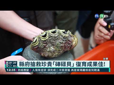 台東縣府復育硨磲貝 存活率高達9成