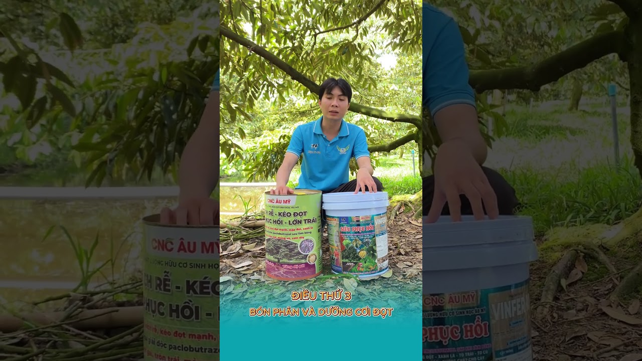 Những điều cần lưu ý khi làm sầu riêng nghịch vụ