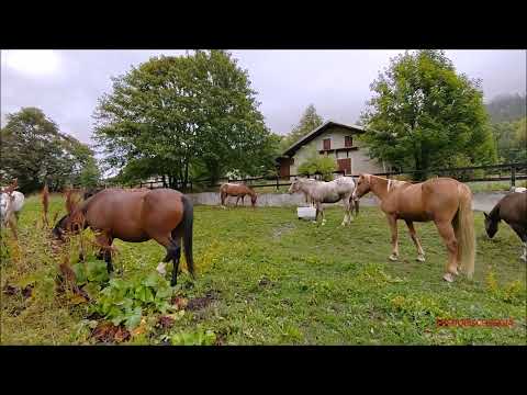 🐴IL RITORNO DALL' ALPE : CAVALLI AL PASCOLO A PONTECHIANALE IN VAL VARAITA (CN) DOM. 17 - 9 - 2023.