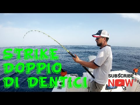 Dentici a traina con il vivo, con ripresa subacquea dello strike.