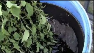 Feeding organic fertilisers to your plants for great crops!