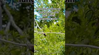 Download lagu coba test aja sendiri , pikat sogon susah turun #forestwhispers #nature #subscribe ya mp3 Download lagu coba test aja sendiri , pikat sogon susah turun #forestwhispers #nature #subscribe ya mp3