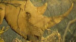 Impi, KrugerPark South Africa