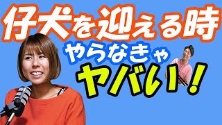 【犬のしつけ、子犬の迎えでやらないとまずい！】ワンちゃんにとても大事な時期にやるべきこと！やらないと大変なことに！