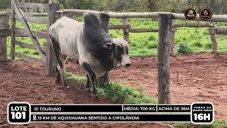 Vídeo LOTE 101