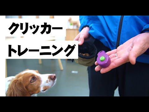 訓練中に犬用クリッカーを持ち歩く