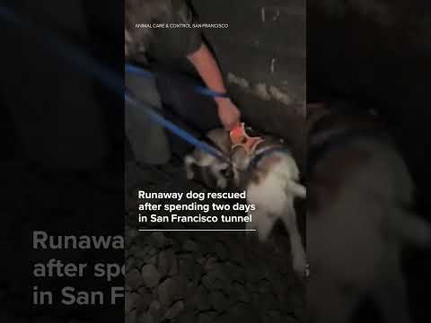 Runaway dog rescued after spending two days in San Francisco tunnel