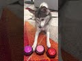 Sapphie The Pomsky Picks Mommy Or Daddy