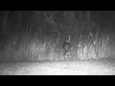 Bushnell Equinox™ Z Digital Night Vision