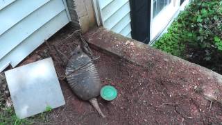 How to Deal with Problem Armadillos