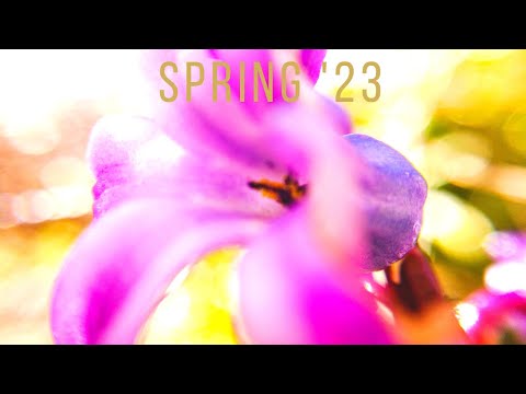 Early Spring in the Garden