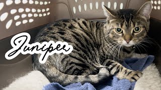 【Cat】Juniper 病院へ行く。Juni chan annual check